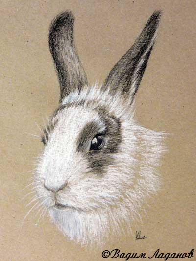 Эскиз головы кролика