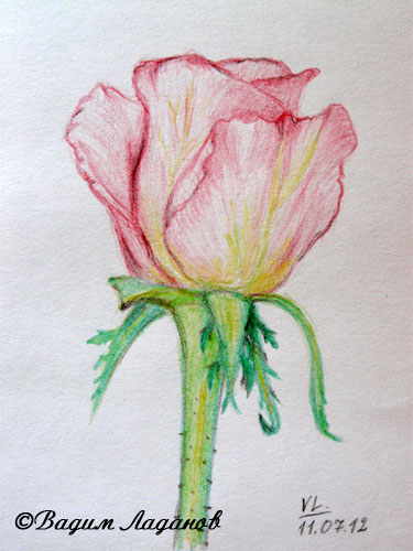 Нежная роза, набросок, цветной карандаш