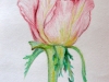 Нежная роза, набросок, цветной карандаш