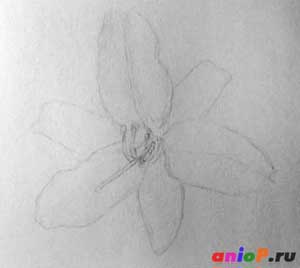 Как нарисовать цветок лилии акварельными карандашами