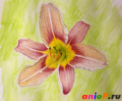 Как нарисовать цветок лилии акварельными карандашами