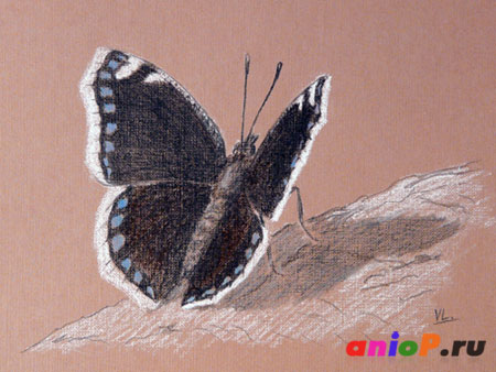 Эскиз бабочки Траурницы угольным карандашом