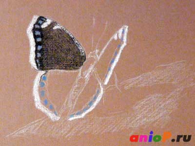 Эскиз бабочки Траурницы угольным карандашом