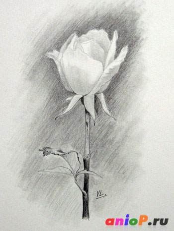 Рисуем розу простым карандашом