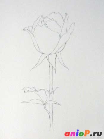 Рисуем розу простым карандашом