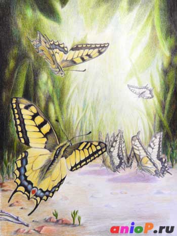 Картина с бабочками цветными карандашами