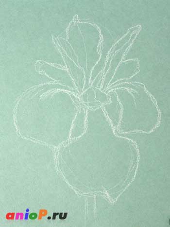 Рисуем эскиз цветка Ириса пастелью