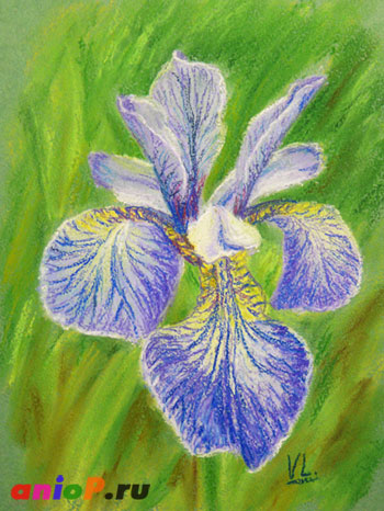 Рисуем эскиз цветка Ириса пастелью