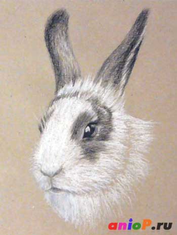 Эскиз головы кролика