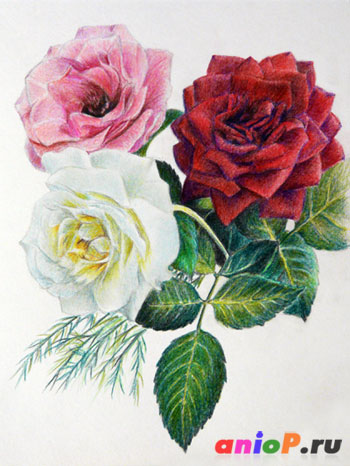 Как нарисовать розы цветными карандашами
