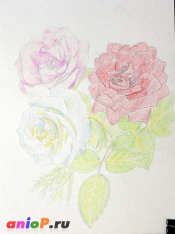 Как нарисовать розы цветными карандашами