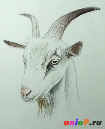 Рисунок козы цветными карандашами