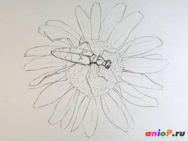 Линейный рисунок жука простым карандашом