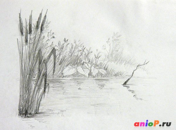 рисунок озера с камышами