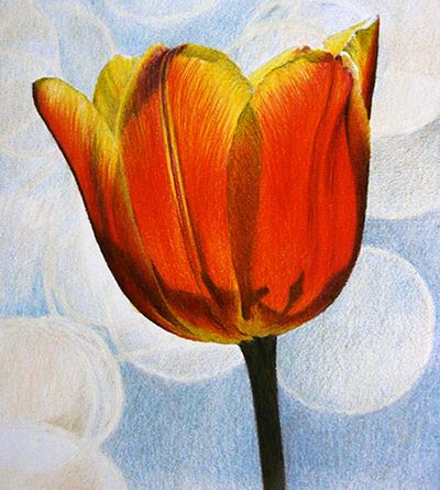 рисунок тюльпана цветными карандашами