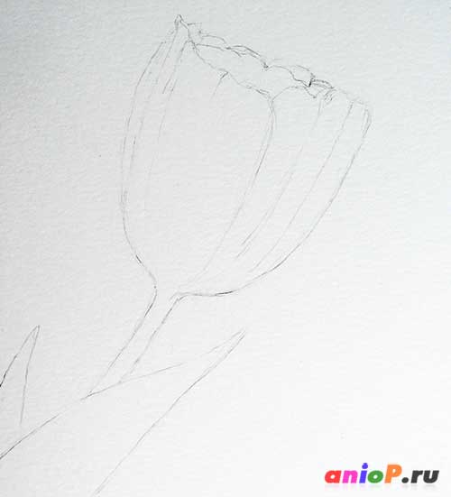 рисунок тюльпана