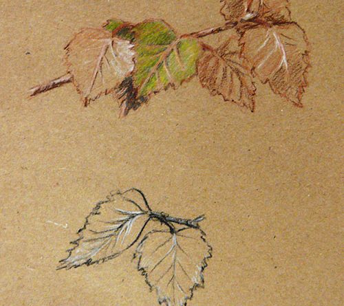 итальянский рисунок - листья березы карандашом