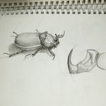 Жук-носорог. #рисунки #скетч #карандаш #рисование #жук #жук-носорог #sketch #drawing #из_старых_рисунков