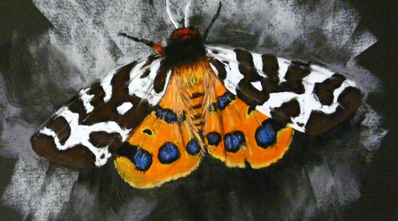 как нарисовать бабочку сухой пастелью