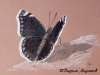 Эскиз бабочки Траурницы