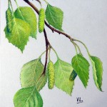 Рисуем ветви берёзы сухой пастелью