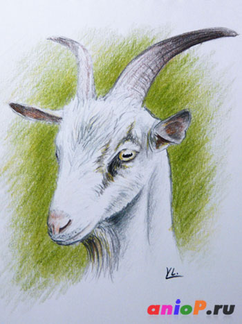 Рисунок козы цветными карандашами