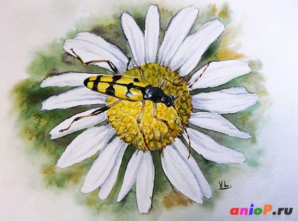 Как нарисовать жука акварельными каранадашами