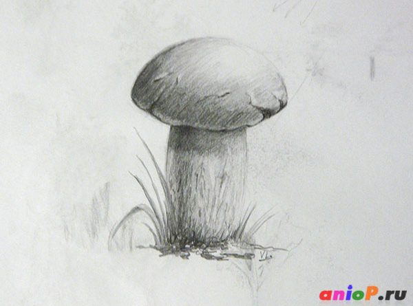 рисунок гриба карандашом