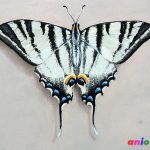 Рисунки бабочек сухой пастелью