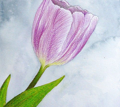 рисунок тюльпана