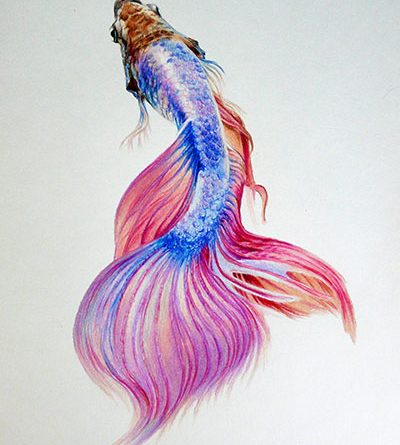 Рыбка петушок цветными карандашами