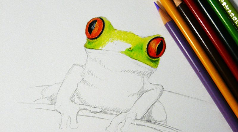 Рисунок лягушки цветными карандашами