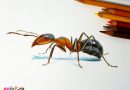 Как нарисовать муравья цветными карандашами