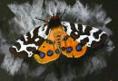 Как нарисовать бабочку пастелью