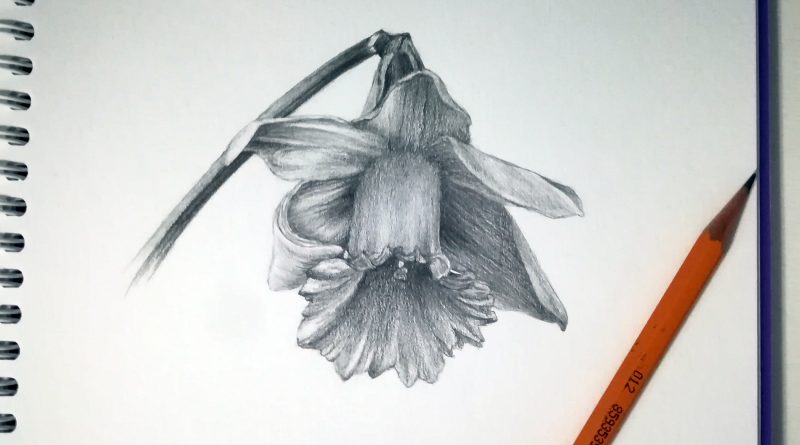 как рисовать цветы — Уроки рисования карандашами и пастелью